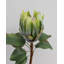 Green King Protea 23.5"-386055599