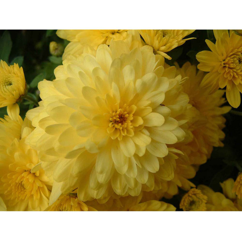 Décalcomanie murale chrysanthemum, H 18 po x l 24 po