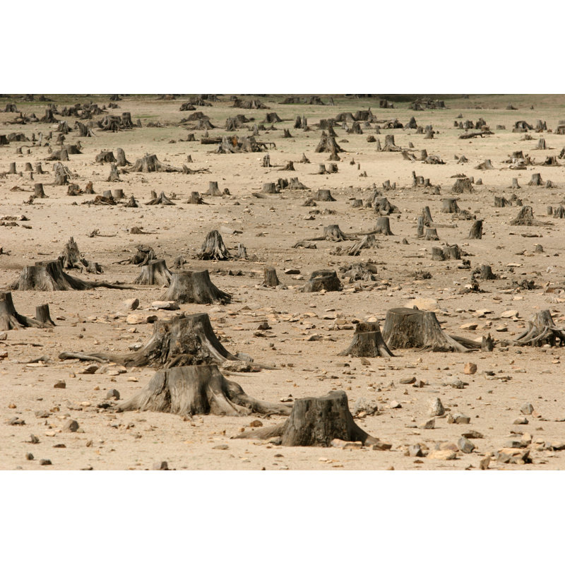 Deforestation by Geralda, 24'' H x 36'' W
