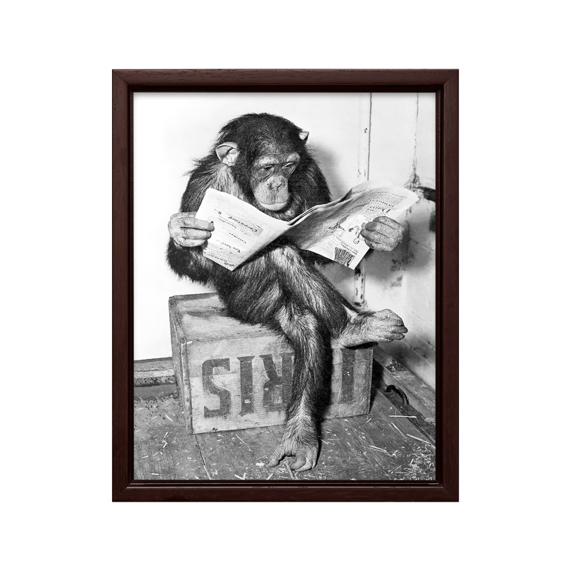 Chimpanzee lisant le journal, Canevas, H 18 po x l 24 po, Encadrement brun