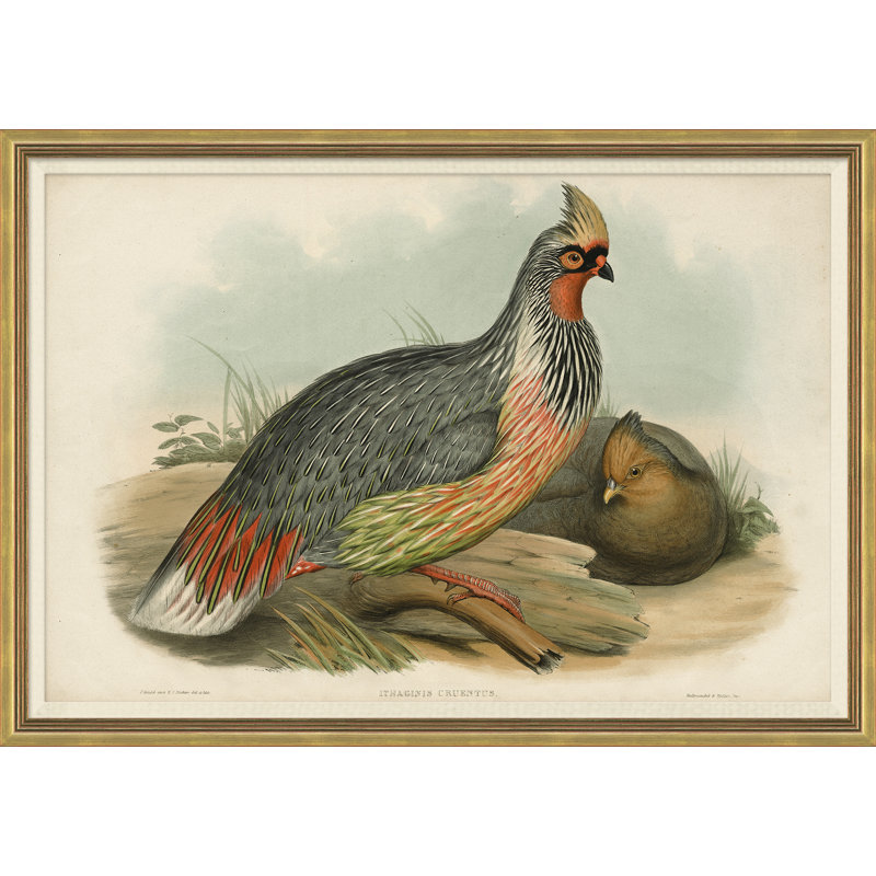 Pheasants From Gould's Birds Of Australia 20 Giclee Print