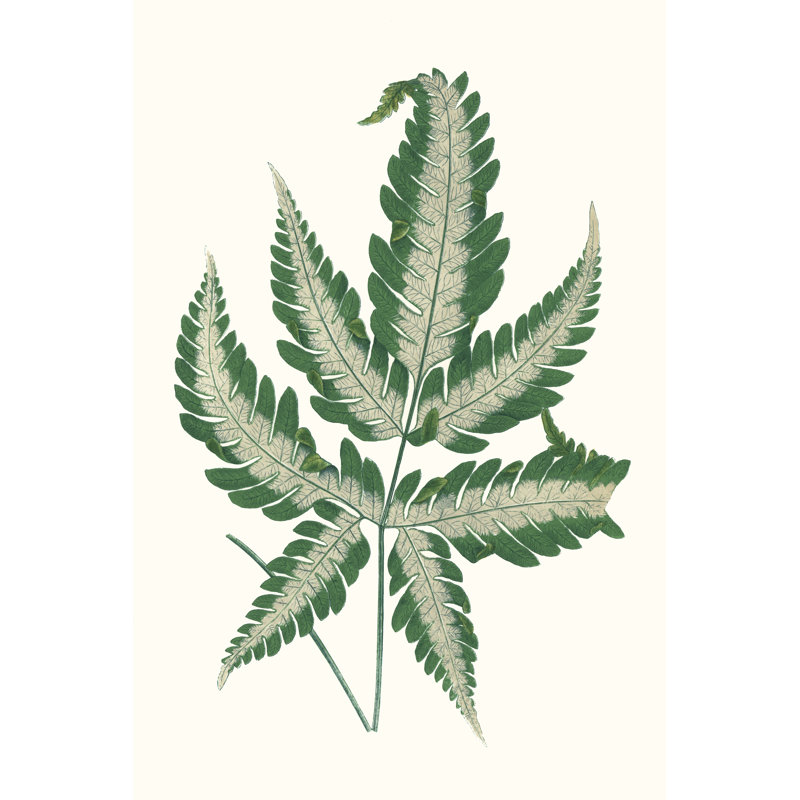 Collected Leaves VI by Vision Studio - Wrapped Canvas Print, 46cm H x 30cm W