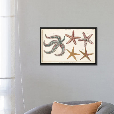 Étoile de mer Naturelle II par Denis Diderot - impression sur toile tendue
