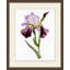 Iris 2 Print