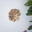 Plaque murale succulente D10x1,4 ", 2 pièces
