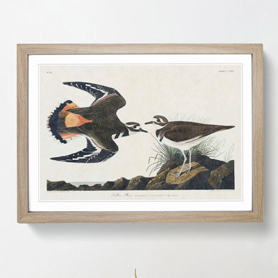 Kildeer Plover by John James Audubon - Framed Print