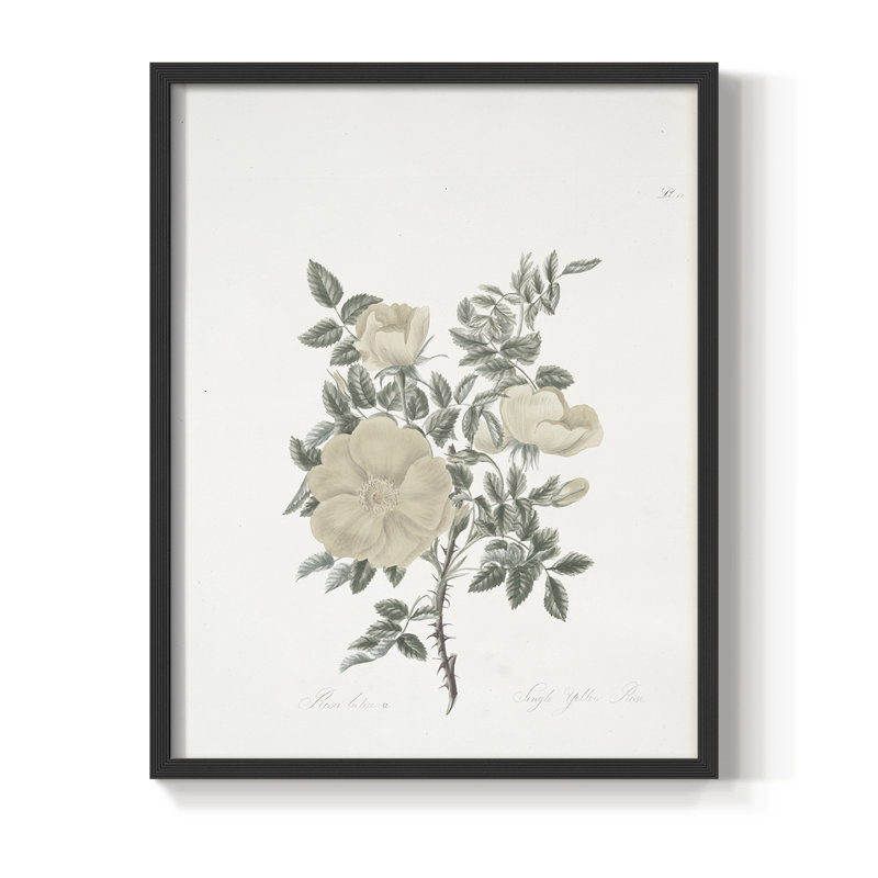 Impression florale vintage encadrée CXLIV - bois massif, Noir, noir, noir, noir, H 30 po x l 24 po