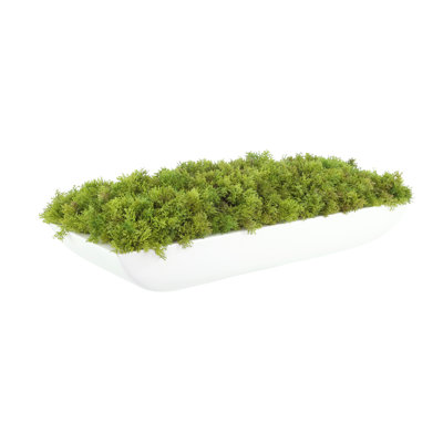 Corder Moss Arrangement In Fiberstone Planter