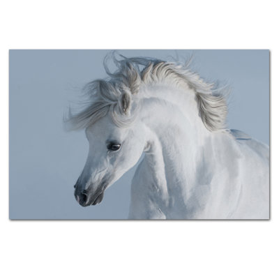 Stallion Print