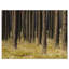 «Dark Fall Forest with Green Grass», reproduction de photo sur toile tendue-19240717