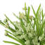 Carnation Arrangement in Vase-1572881167