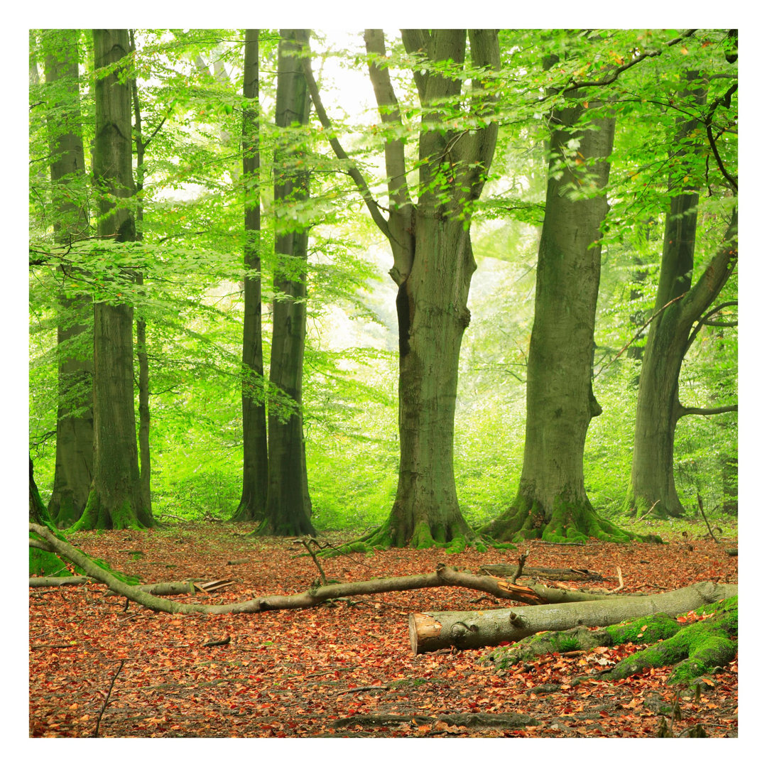 Mighty Beech Trees 2.4m x 2.4m Textured Matt Peel & Stick Wall Mural