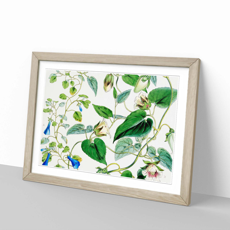 Indian Tobacco Flowers by W.H. Fitch - Framed Print, 48cm H x 65cm W x 2cm D, Oak Framed