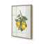 «Lemon Harvest II»-468199766-468199784