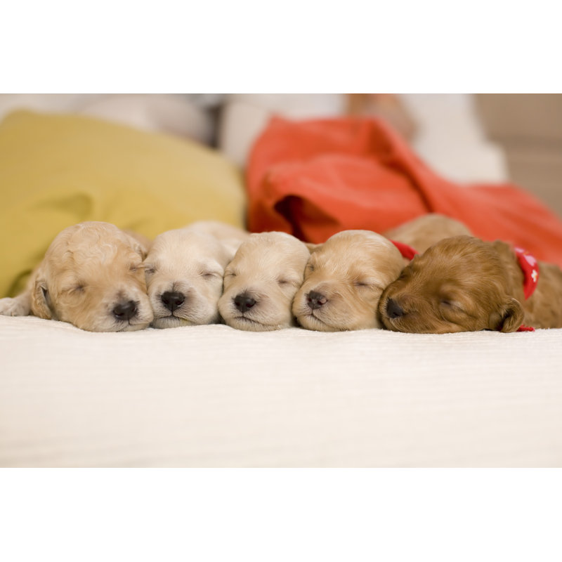 Chiots - photographie sur toile tendue, H 24 po x l 36 po