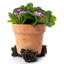 Pieds de jardinière dans une boîte cadeau