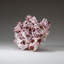 Shell Stone Decorative Object