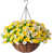 Yellow/White