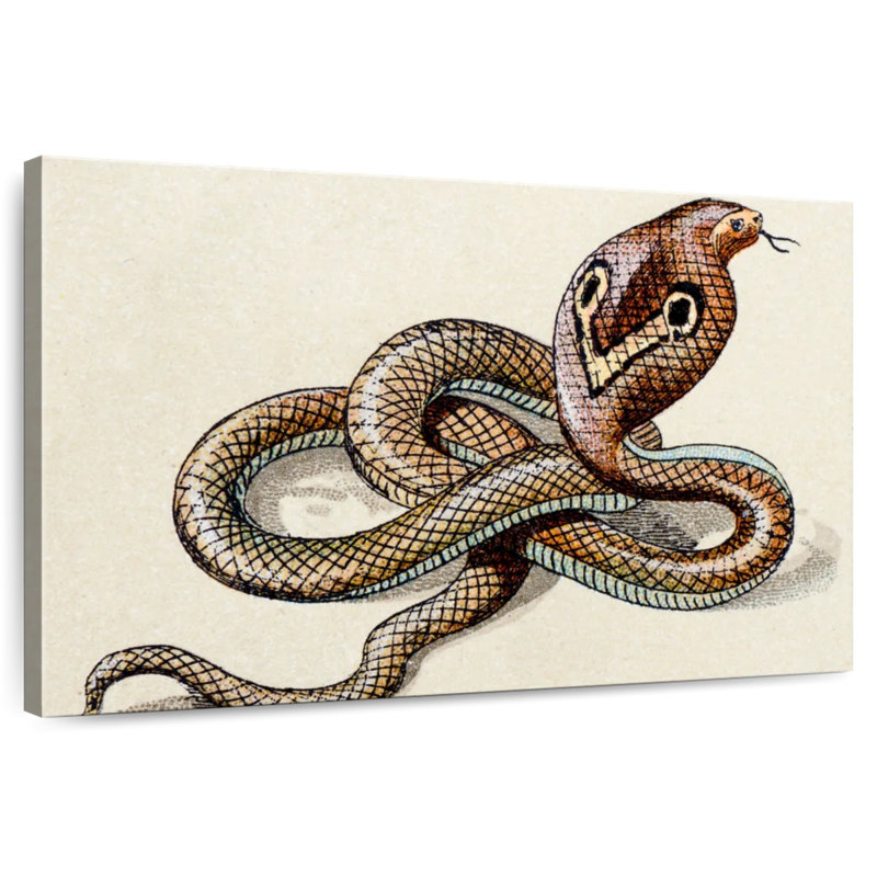Brampt Indian Cobra, 26" H x 39" W