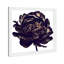 Pivoine noire - cadre photo-80845286-80845287