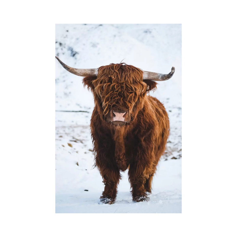Highland Bovins I, H 26 po x l 18 po x 1,5 po