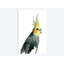 «Cockatiel II», reproduction sur toile-33362278-72396628-72396633