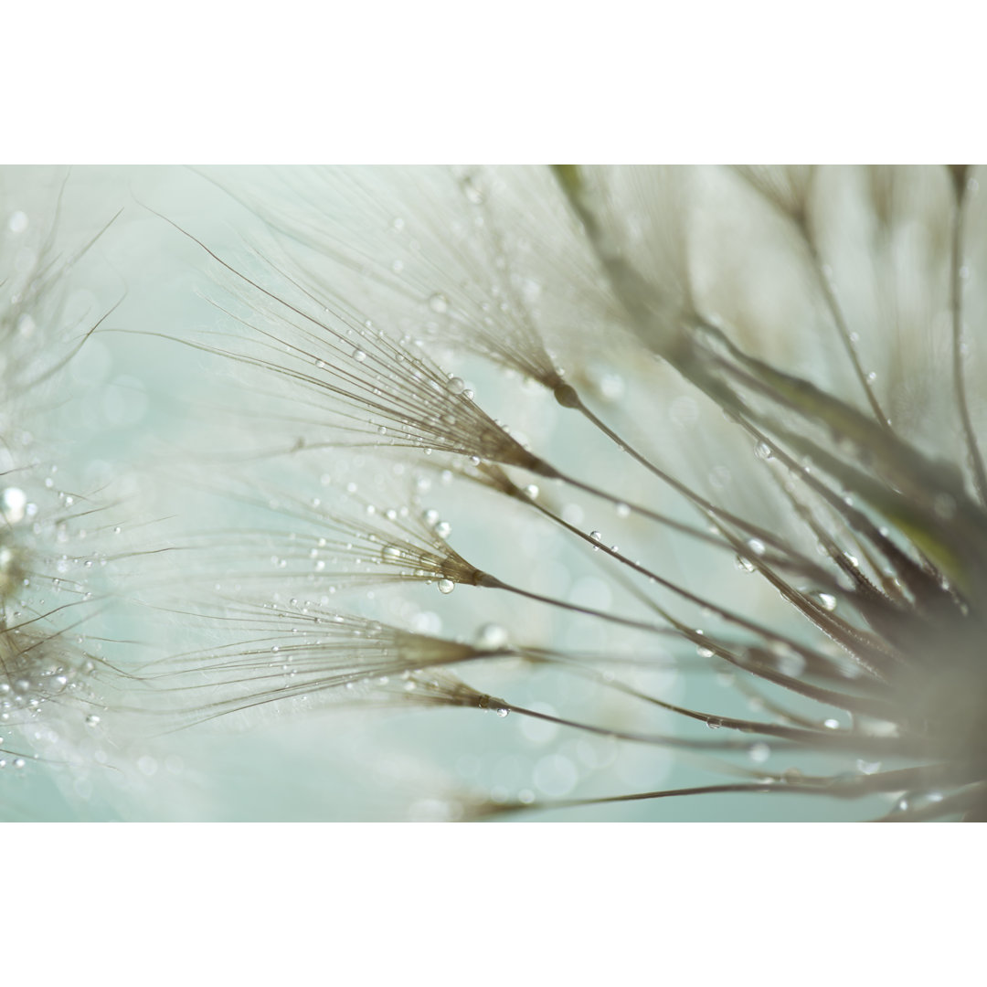 Dandelion von Portishead - Leinwandbild