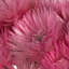 Vickerman 13-14" Everlasting Flowers, approximately 23 blooms, Dried-978209158