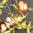 Spider Orchid In Glass Vase
