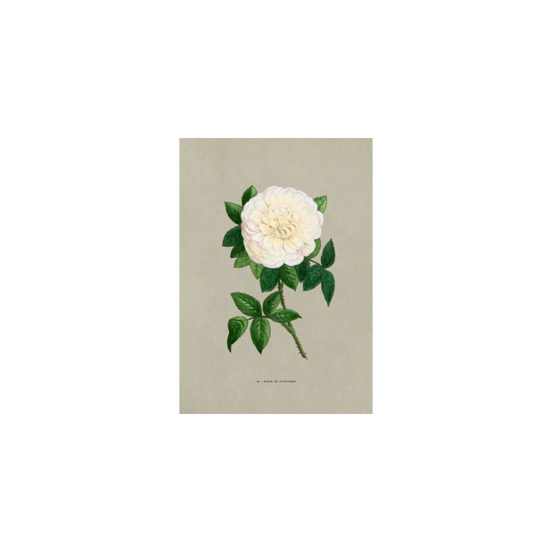 Wrapped Canvas Print, 76.2 cm H x 50.8 cm W