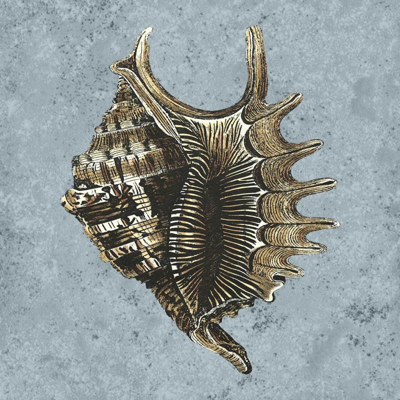Stonewashed Shells V by Vision Studio - Wrapped Canvas Print, 30cm H x 30cm W x 3.8cm D