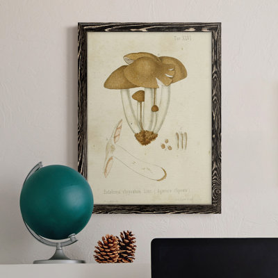 " Mushroom Varieties V "