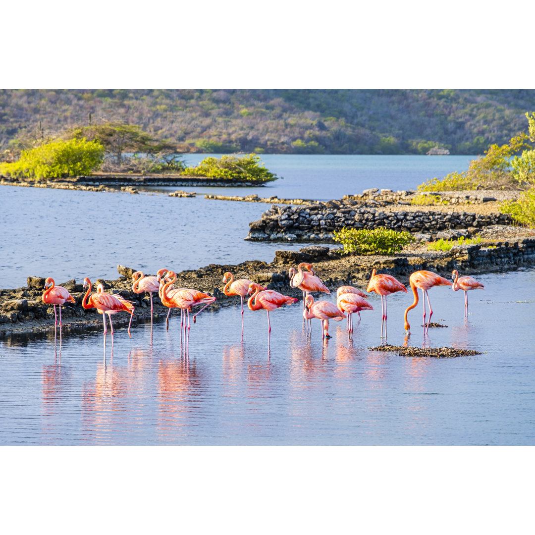 CuraÃ§ao, Flamingos in der Lagune von Salina Sint Marie von Flavio Vallenari - Druck ohne Rahmen auf Leinwand