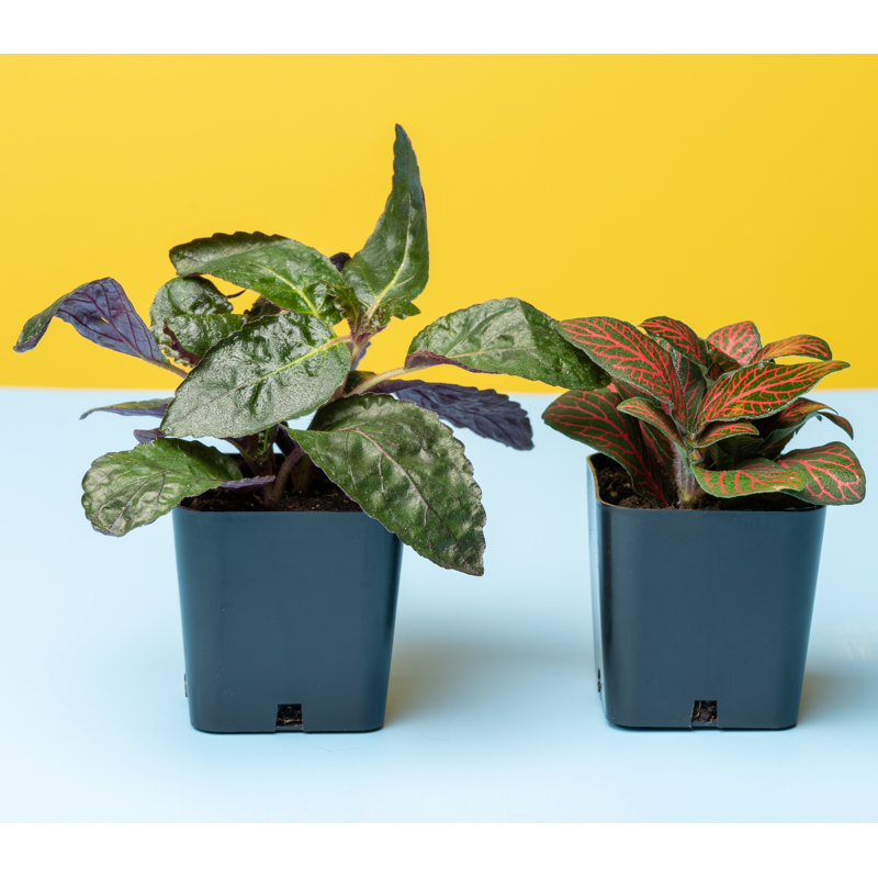 Assorted Easy Care Houseplants in 2" Plastic Pots