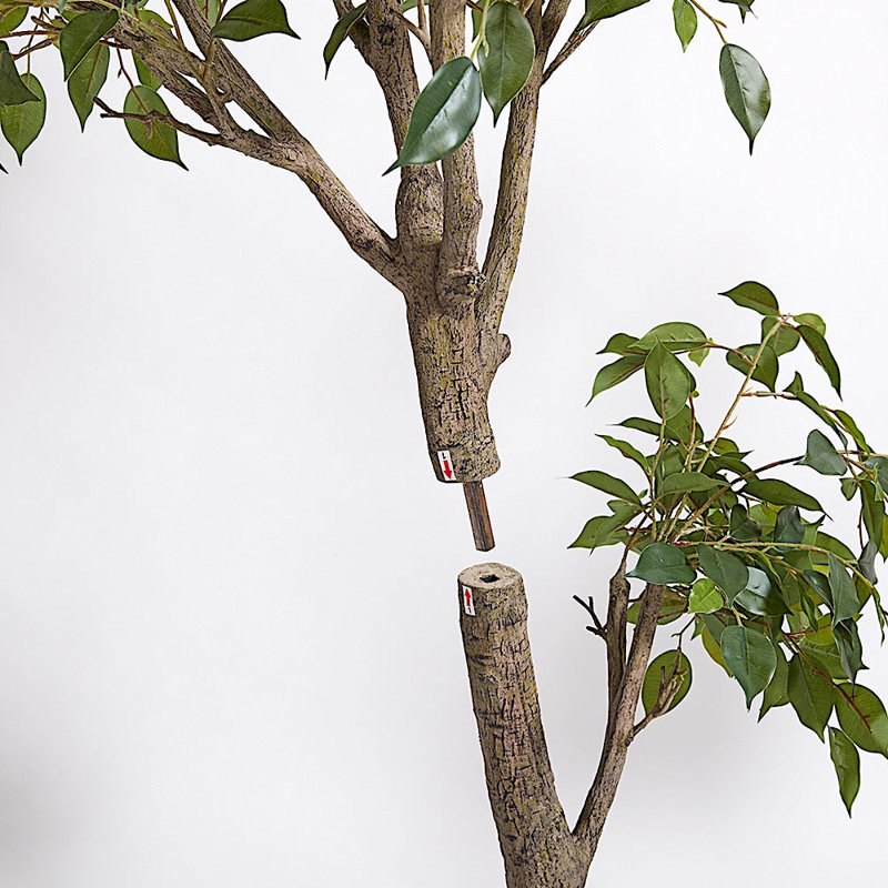 TREE FICUS POT 6.5FT