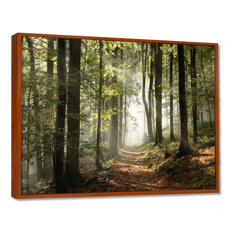 «Green Fall Forest with Sun Rays - Forest», reproduction de photo, H 30 po x l 40 po , Brun, Reproduction avec cadre flottant