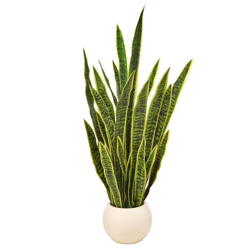 53 po plante Sansevieria en pot