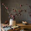 Tige de fruit de la passion-774514867