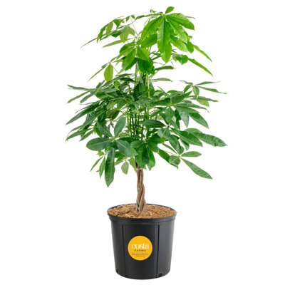 Costa Farms Pachira Aquatica Money Tree Plant