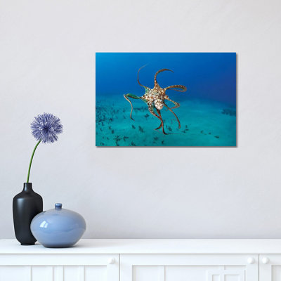 Day Octopus (Octopus Cyanea), Hawaii 1 Piece Wrapped Canvas Wall Art
