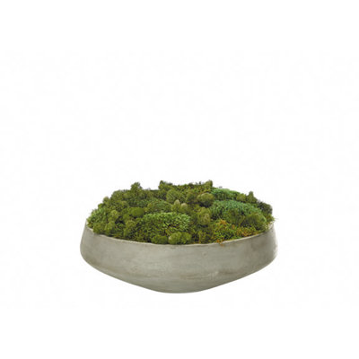 Moss Floral Arrangement in Pot