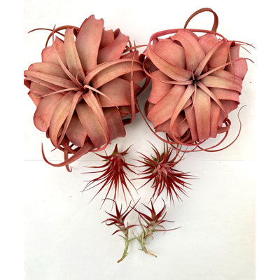 Air Plant Bundle RED (2) 6PK 2"-6" — Primary color: Red