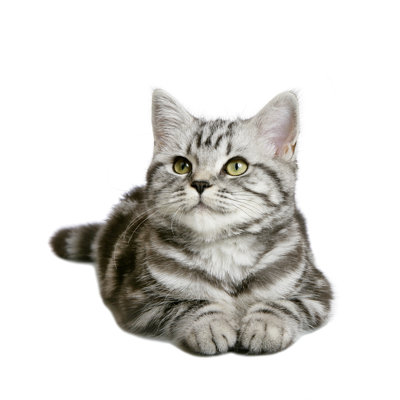 Pretty Kitten by Viorika