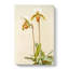 Magnolia Flowers Illustration Tab. 57 by Frederick Sander - Wrapped Canvas-55309659