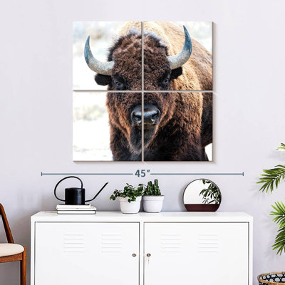 Bison d'Amérique - un trésor national