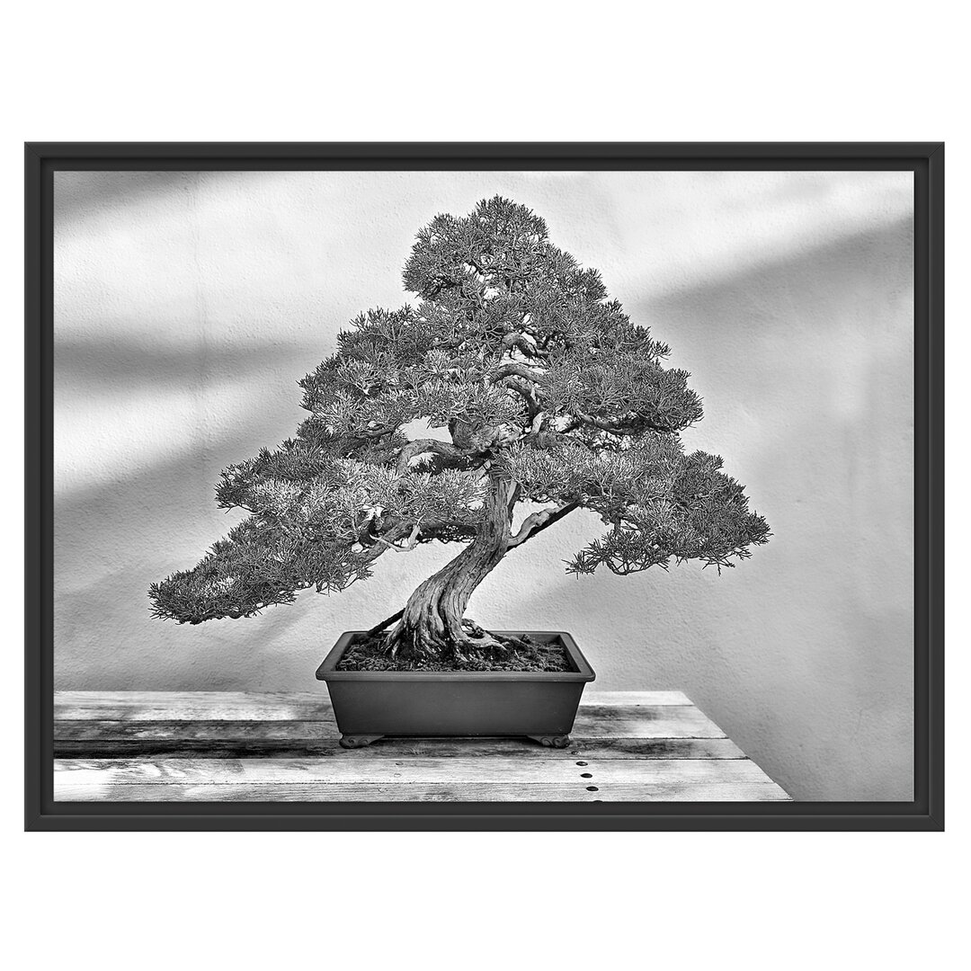 Gerahmtes Wandbild Bonsai Baum