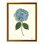 Pressed Hydrangea Framed Print