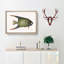 Angel Fish by Mark Catesby - Single Picture Frame Painting-55545182-55545177