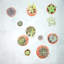 Cactus Plants - Hygge-1273065580
