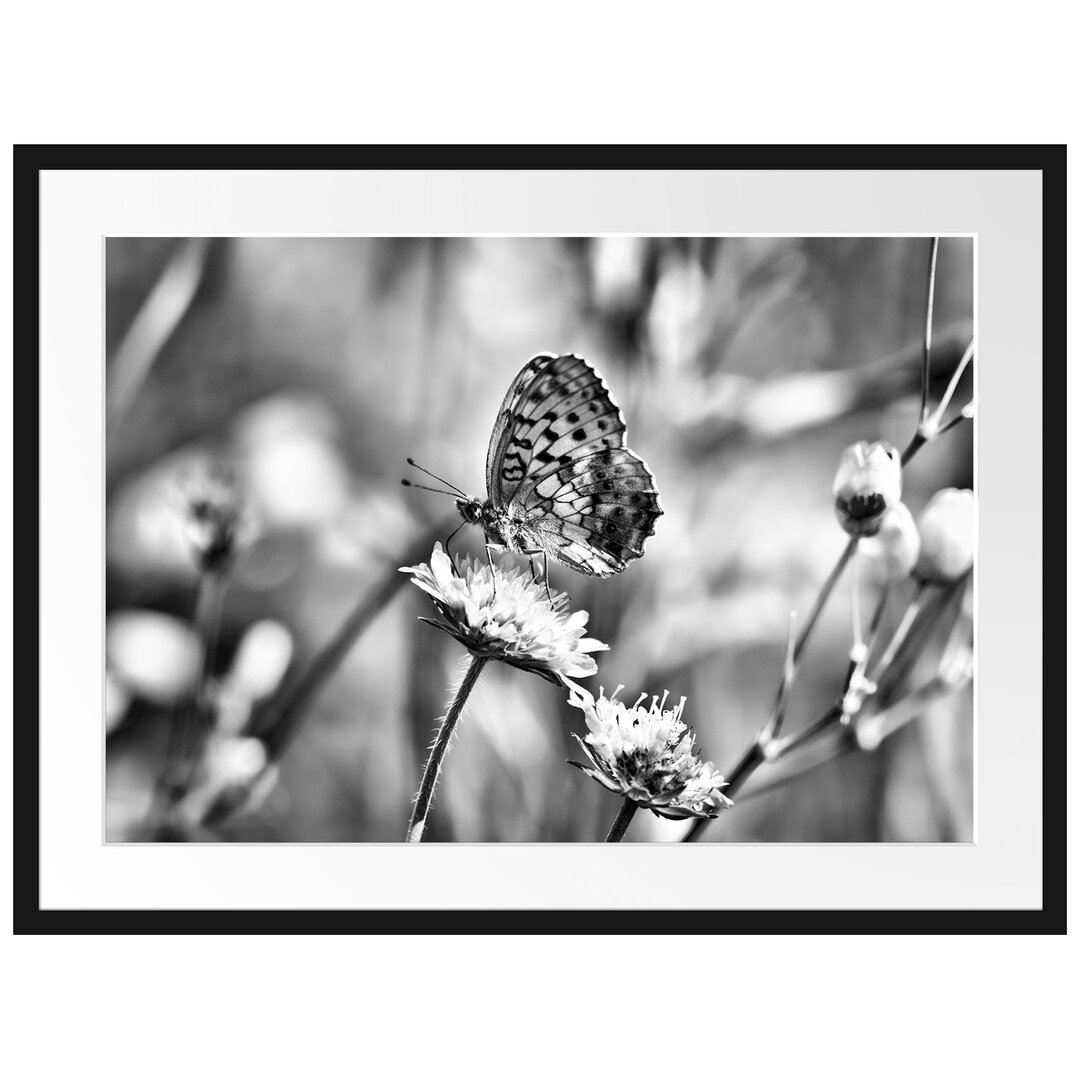 Gerahmtes Poster Bezaubernder Schmetterling